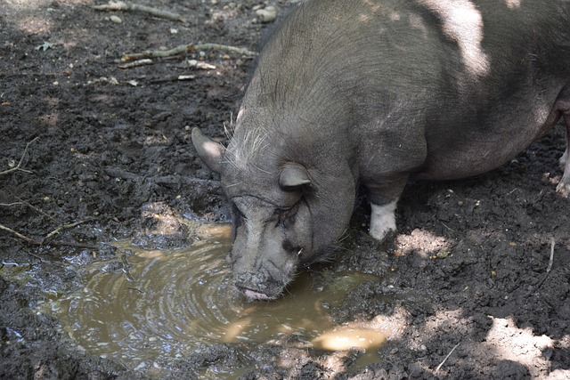 米区域内的 米区域内的